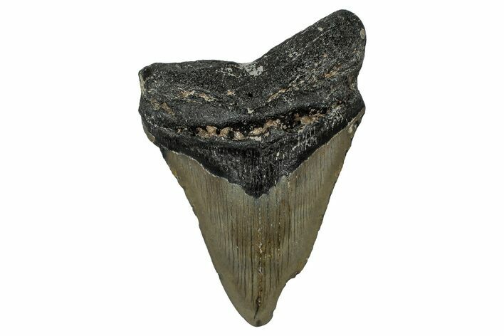 Bargain, Fossil Megalodon Tooth - North Carolina #351758